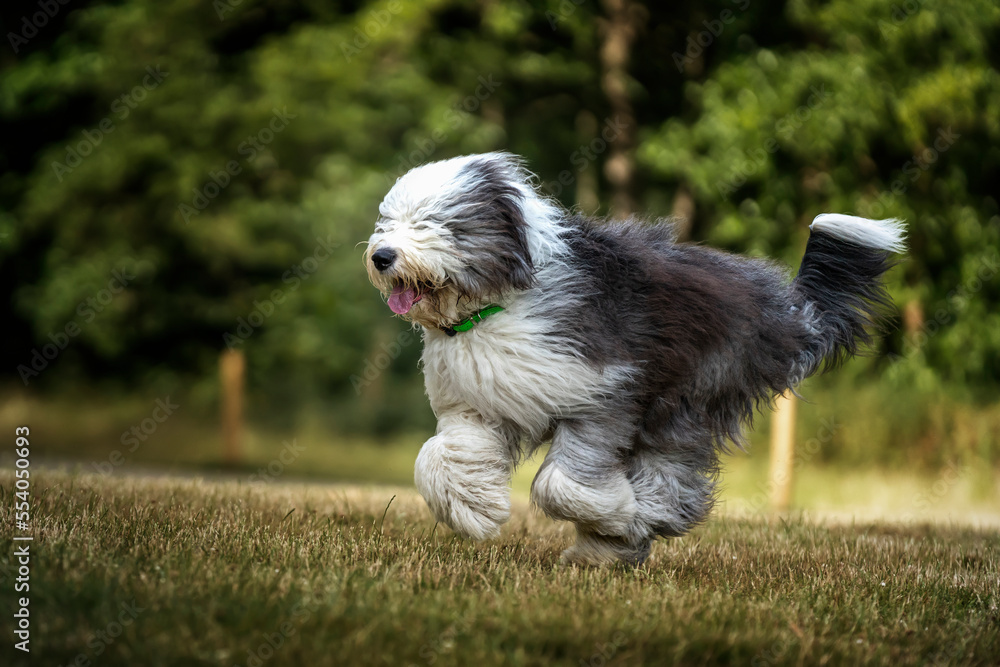 Old English Sheepdog running right to left in a field Old English Sheepdog running right to left in a field