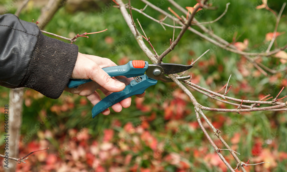Naklejka premium Fruit tree pruning. Garden scissors. Pruning of fruit trees for the sake of sanitary reasons