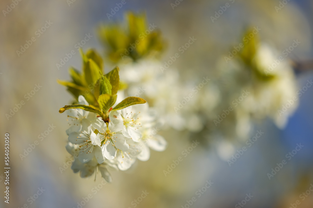 fruit tree blossom in the old country, Altes Land, close up, Grünendeich