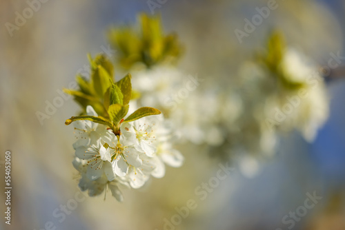 fruit tree blossom in the old country, Altes Land, close up, Grünendeich