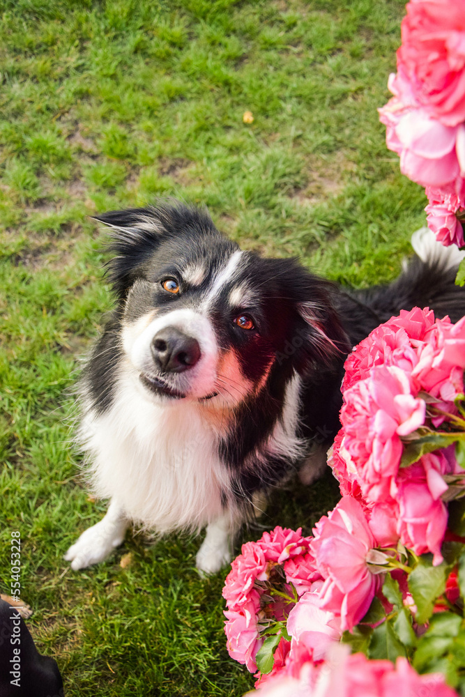 Border collie is sitting in the bush with roses. Autumn photoshooting in park. Border collie is sitting in the bush with roses. Autumn photoshooting in park.