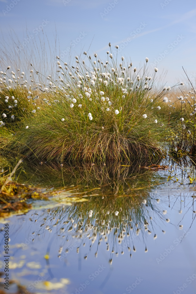 Cotton grass in the bog, Beautiful day in moor Oppenweher Moor, swamp area, reflection Cotton grass in the bog, Beautiful day in moor Oppenweher Moor, swamp area, reflection
