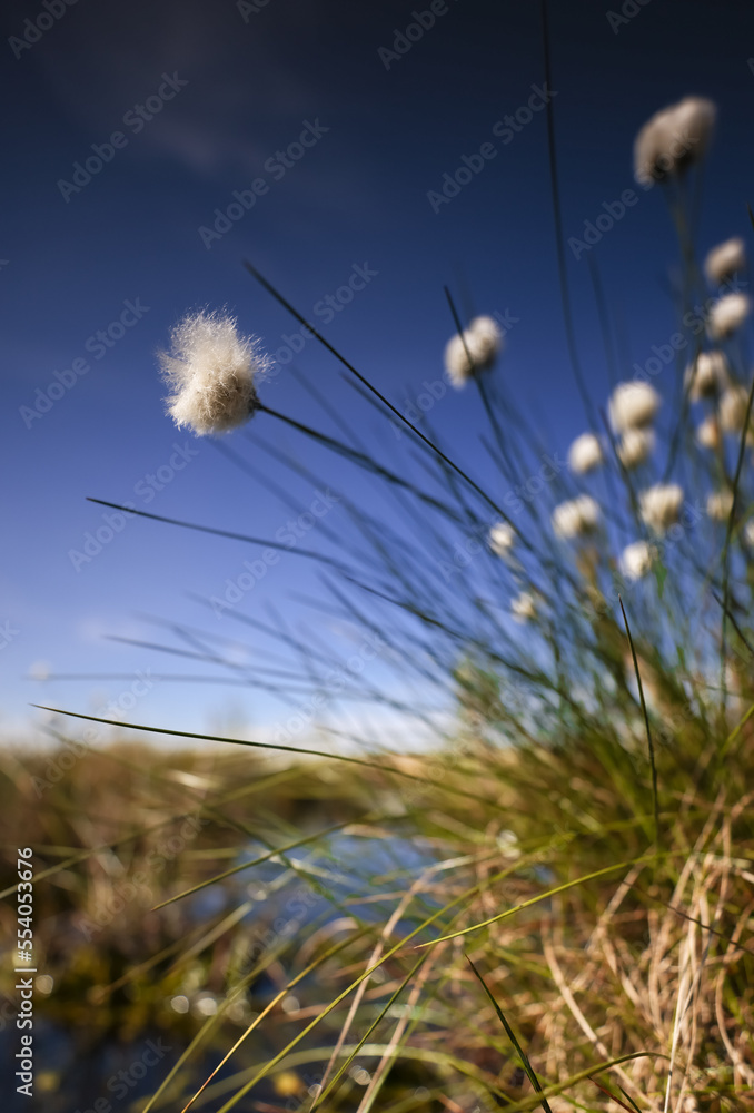 Cotton grass in the bog, Beautiful day in moor Oppenweher Moor, swamp area