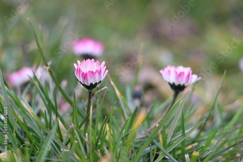 Gänseblümchen