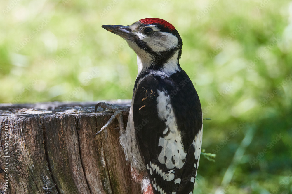 Fototapeta premium Junger Buntspecht erkundet seine Umgebung 