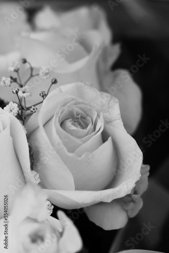 Beautiful rose in a black and white illustration.