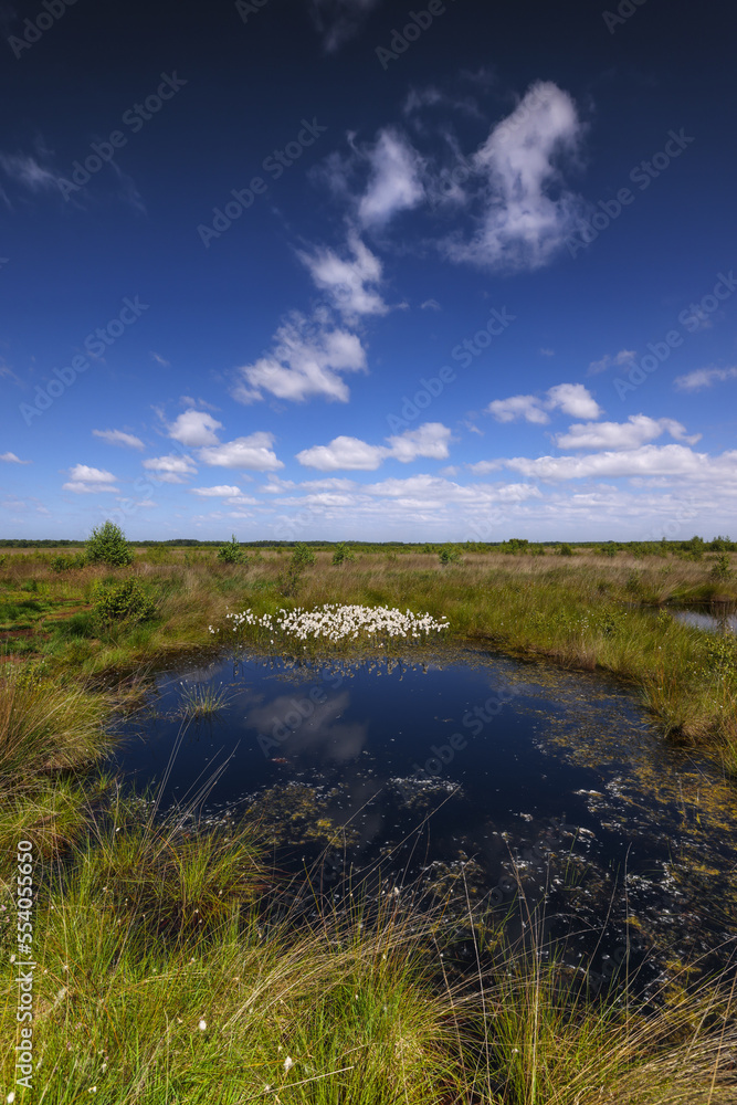 Oppenweher Moor, cotton grass, nature reserve, little pound with clouds