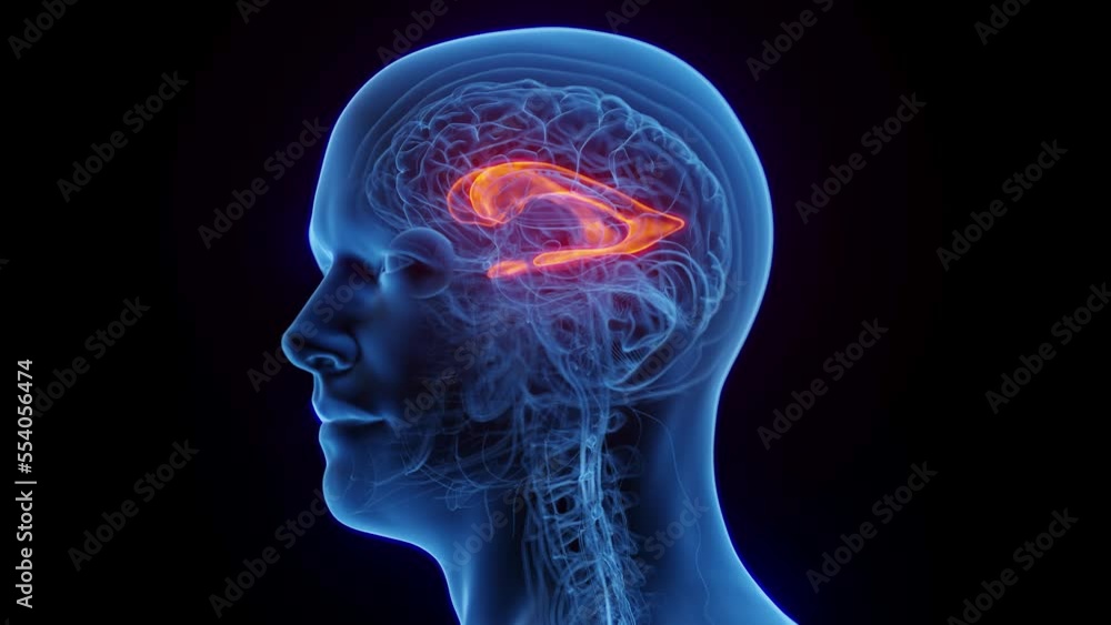 3D medical animation of a man's lateral ventricle 3D medical animation of a man's lateral ventricle