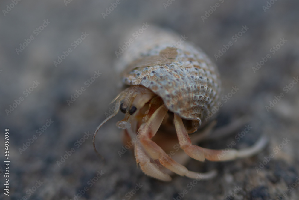This cute little hermit crab was found on the Cape May New Jersey beach while walking up and down the shoreline. I love the set of eyes that are looking out and the long legs hanging from the shell.
