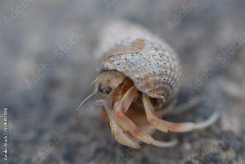 This cute little hermit crab was found on the Cape May New Jersey beach while walking up and down the shoreline. I love the set of eyes that are looking out and the long legs hanging from the shell.