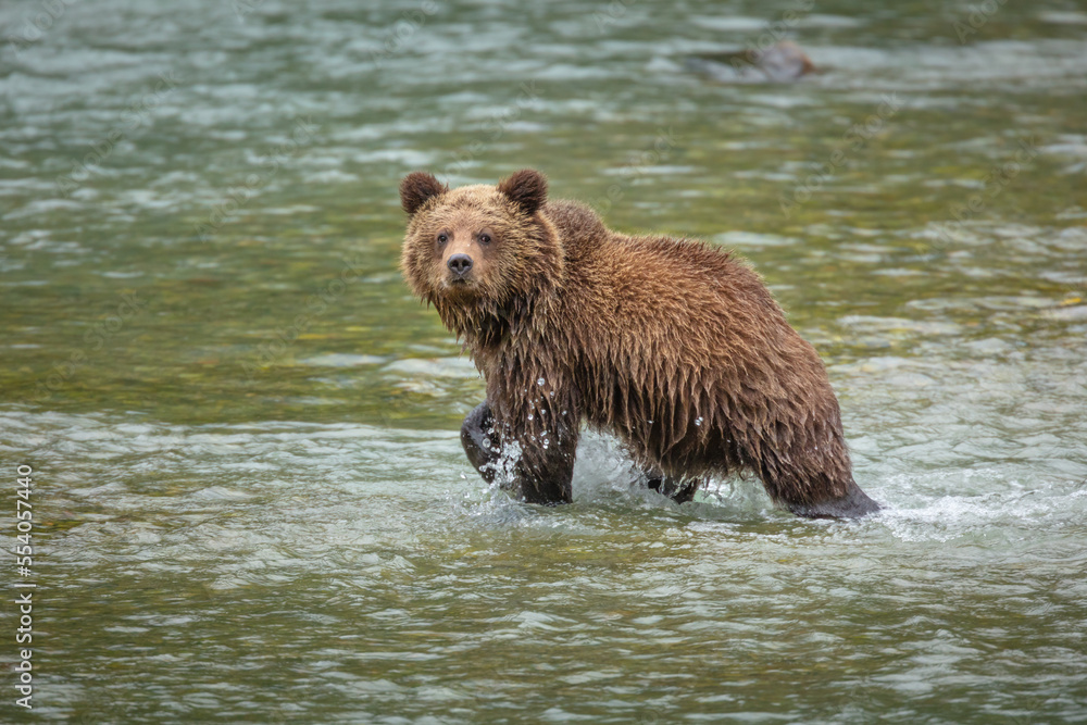 brown bear cub (Ursus arctos) walking in river