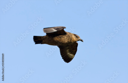 Chileense Grote Jager, Chilean Skua, Stercorarius chilensis photo