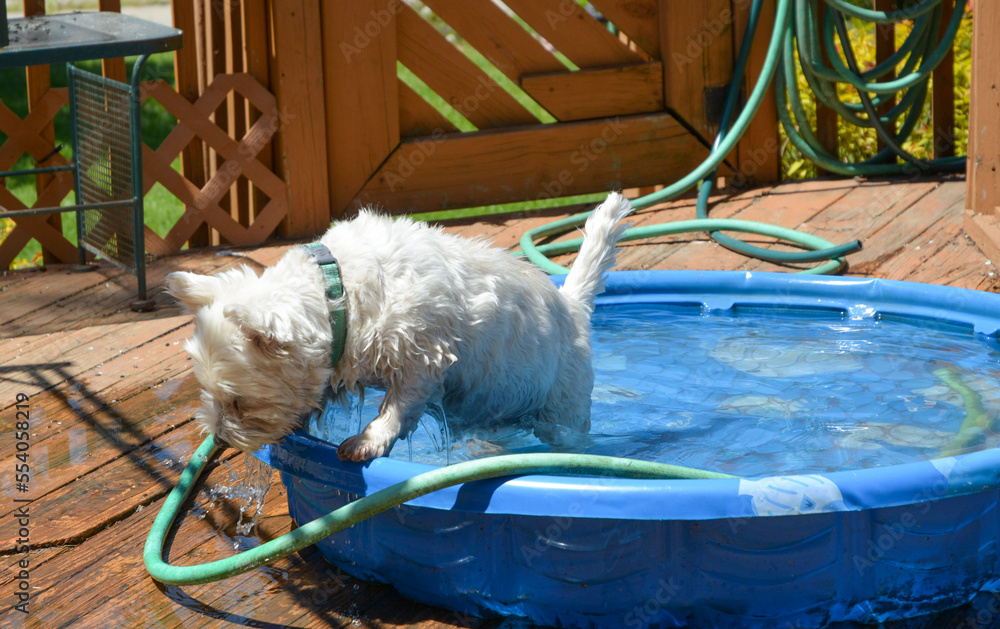 In Memoriam 2022, Sophia, West Highland Terrier