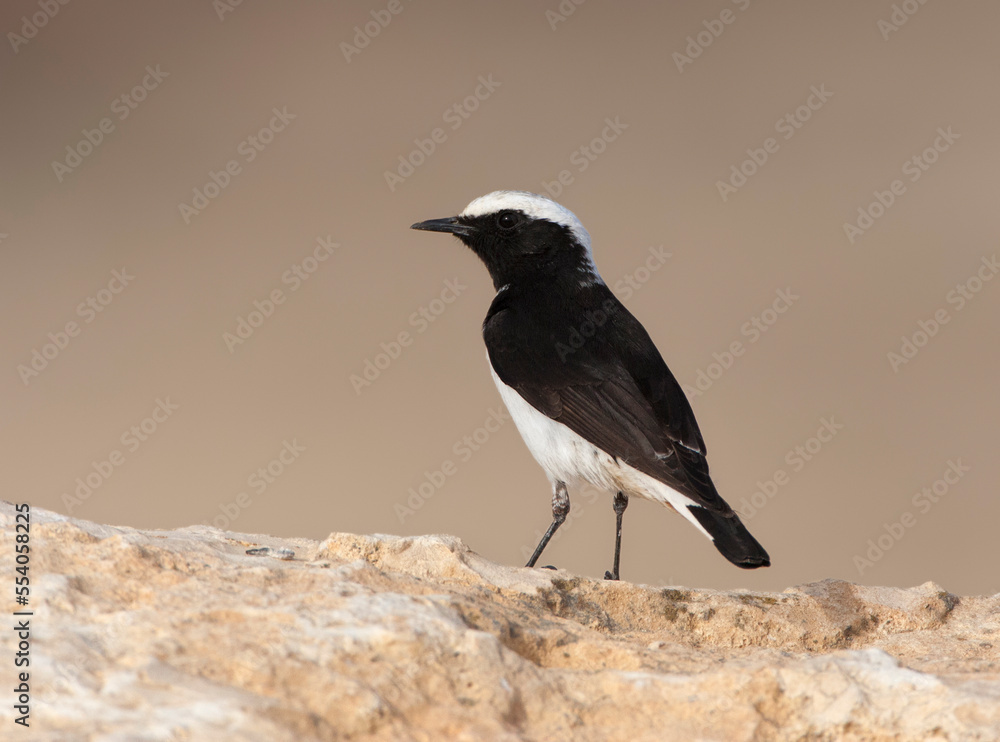 Oostelijke Rouwtapuit. Eastern Mourning Wheatear, Oenanthe lugens Oostelijke Rouwtapuit. Eastern Mourning Wheatear, Oenanthe lugens