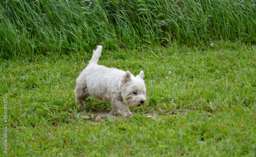 In Memoriam 2022, Sophia, West Highland Terrier