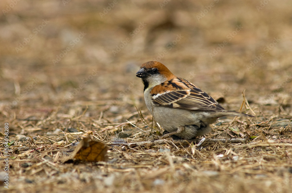 Roodkopmus, Russet Sparrow, Passer rutilans Roodkopmus, Russet Sparrow, Passer rutilans