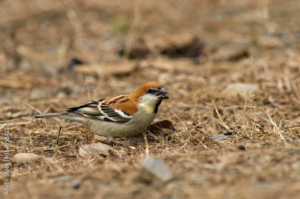 Fototapeta premium Roodkopmus, Russet Sparrow, Passer rutilans
