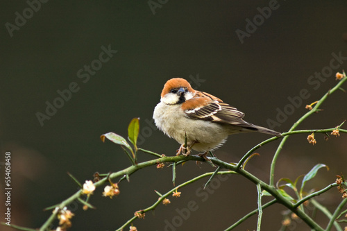 Roodkopmus, Russet Sparrow, Passer rutilans photo