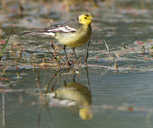 Citrine Wagtail, Citroenkwikstaart, Motacilla citreola photo