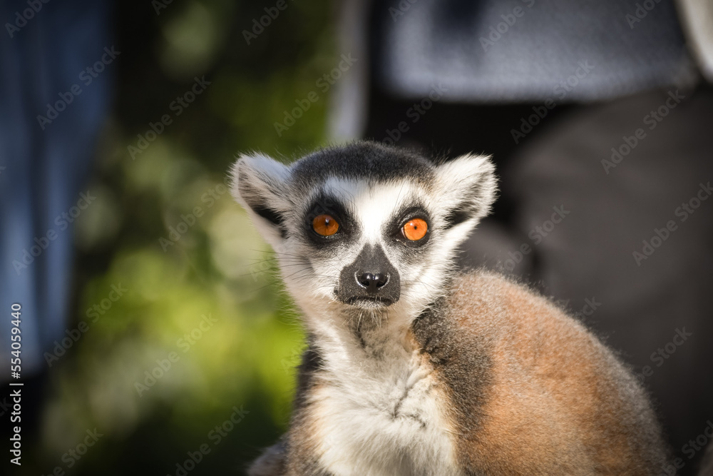 Lemur Kata is sitting in grass and watching people around. Lemur Kata is sitting in grass and watching people around.