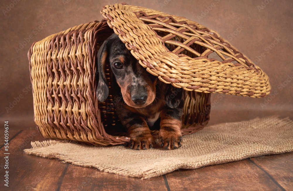 Φωτογραφία A cute little dachshund puppy of marble color tries to get out of a wicker basket on a dark background