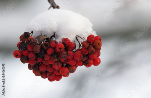 Czerwona jarzębina po opadach śniegu w zimie. Tło naturalne zimowe. photo