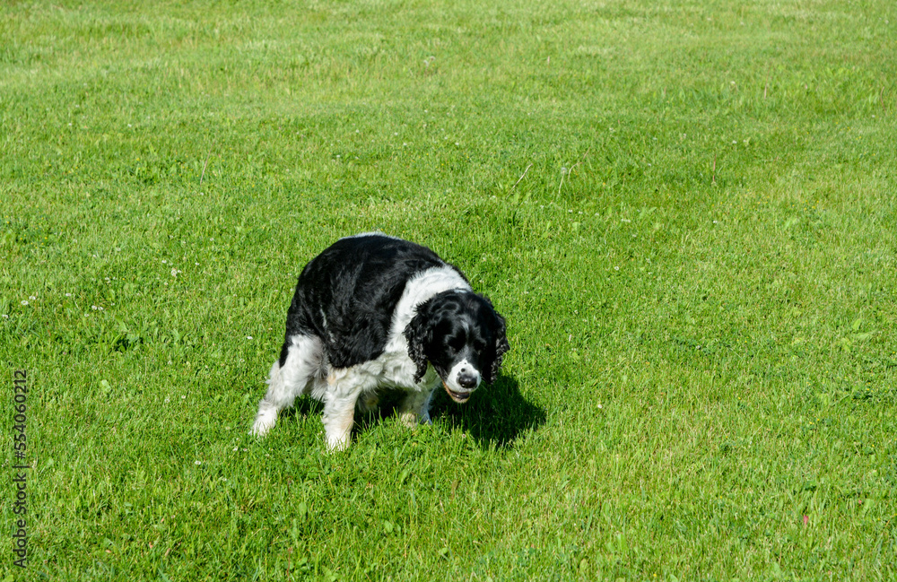 In Memoriam 2022, Jasper, ESS