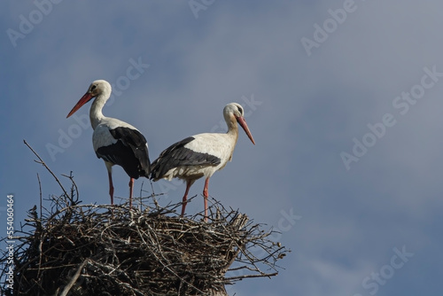 Couple of storks in the nest