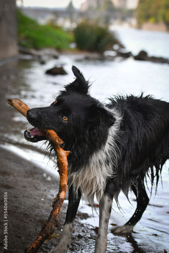 Border collie is standing in the water. She is in center of Prague. She is so patient model. Border collie is standing in the water. She is in center of Prague. She is so patient model.