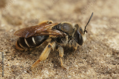 Closeup on a female of the rare Wilke'smining bee, Andrena wilkella, a specialist on clover