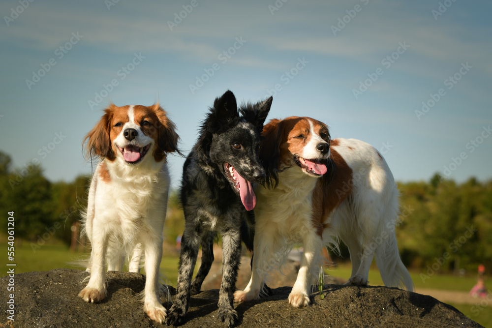 Portrait of three dogs. They are sitting in summer nature.