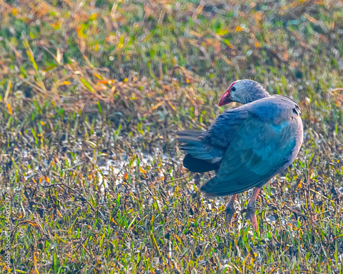 Foto A purple Swamphen roaming