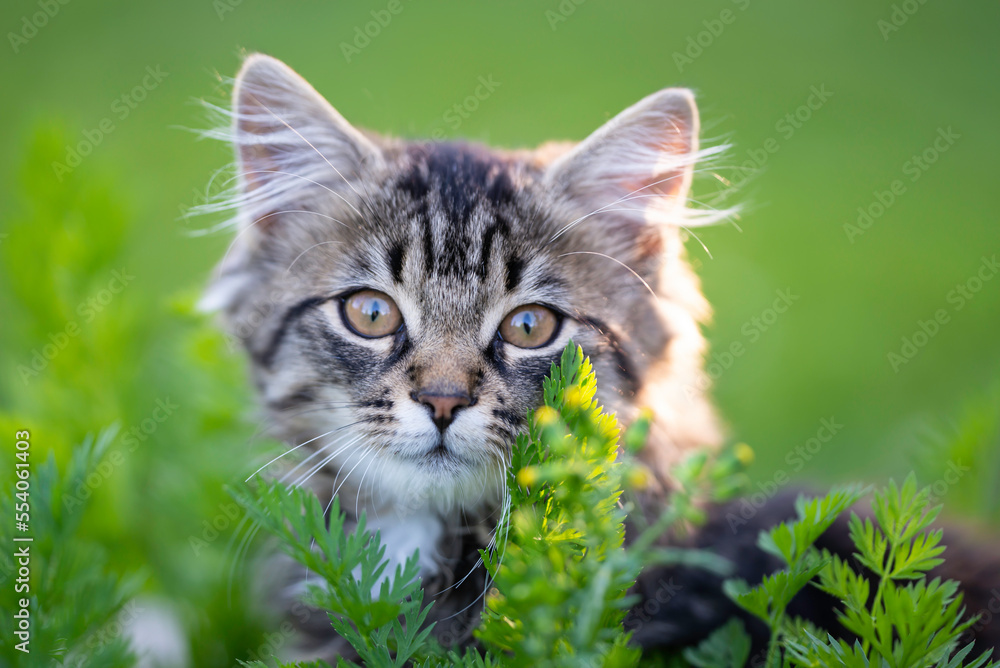 Portrait of a cute kitten in the garden. Finland