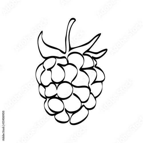 Continuous one line drawing raspberries. Vector illustration. Black line art on white background. Cartoon raspberries isolated on white background. Vegan concept