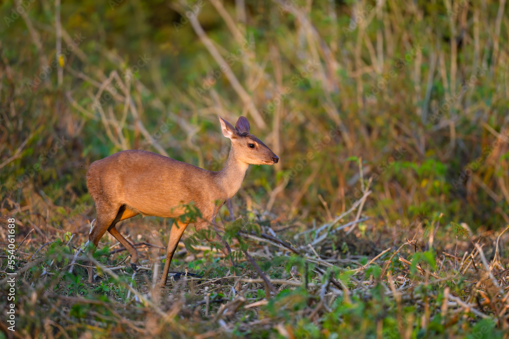 Marsh Deer portrait in Pantanal, Brazil