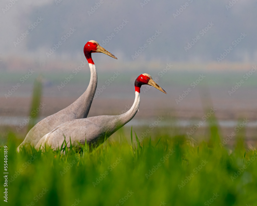 Fototapeta premium A pair of Sarus Crane roaming