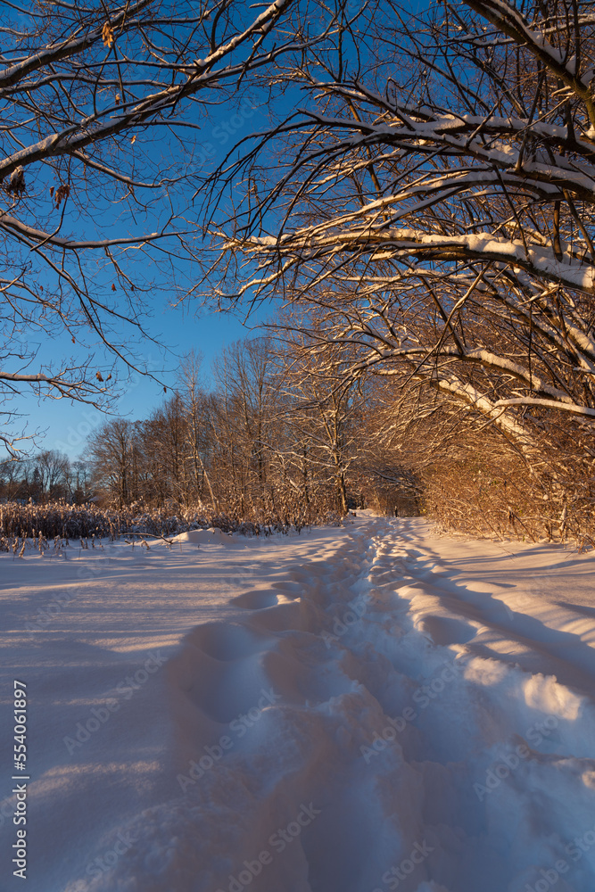 Obraz premium trees in the snow