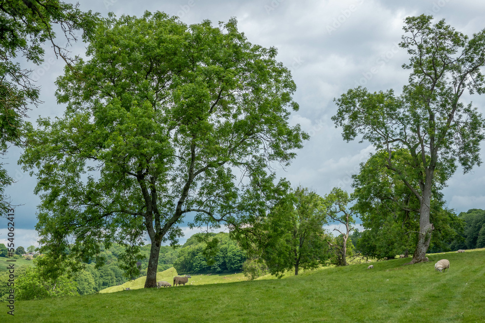 sheep grazing in beautiful countryside in the Cotswolds England