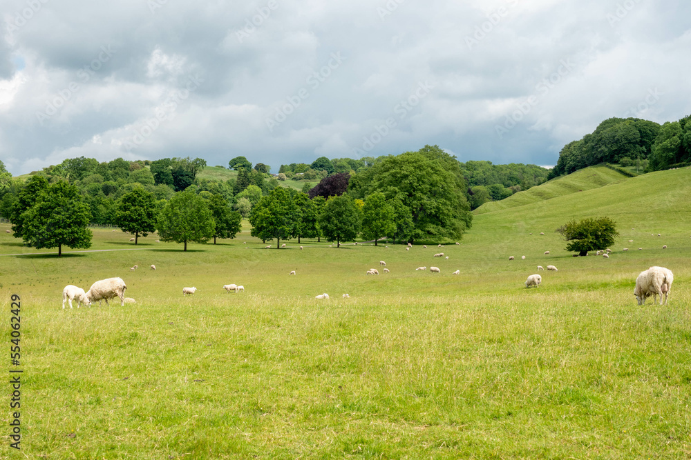 flock of sheep and lambs in the Cotswolds England with trees and hills in the background and a stormy spring sky