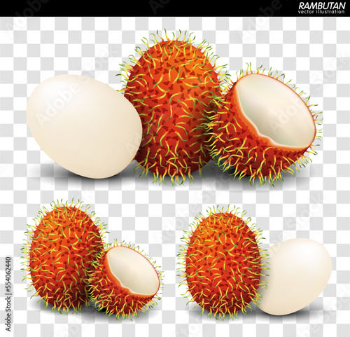 Rambutan Fruit Vector. a realistic style. Isolated objects on background. - Vector
