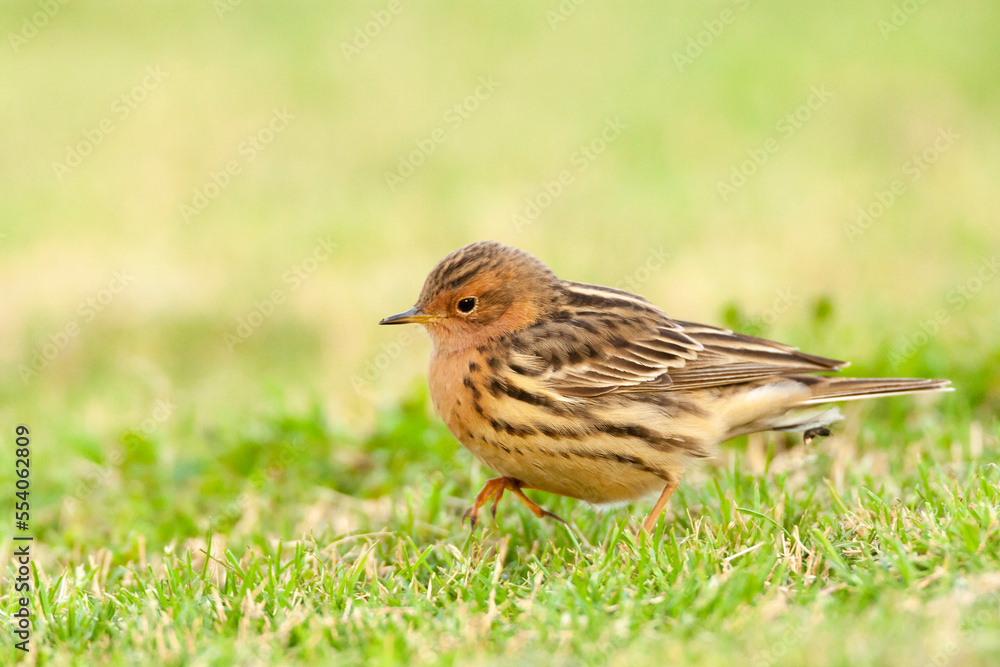 Roodkeelpieper, Red-throated Pipit, Anthus cervinus Roodkeelpieper, Red-throated Pipit, Anthus cervinus