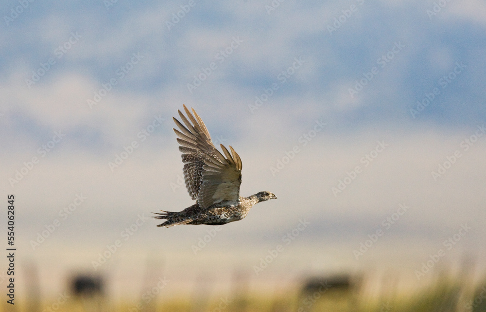 Obraz premium Waaierhoen, Greater Sage-Grouse, Centrocercus urophasianus,