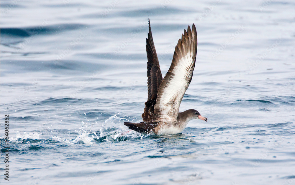 Fototapeta premium Chileense Grote Pijlstormvogel, Pink-footed Shearwater, Puffinus