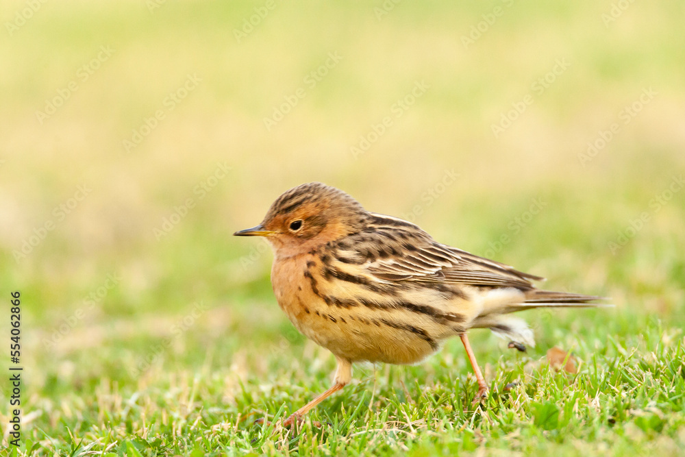 Roodkeelpieper, Red-throated Pipit, Anthus cervinus Roodkeelpieper, Red-throated Pipit, Anthus cervinus