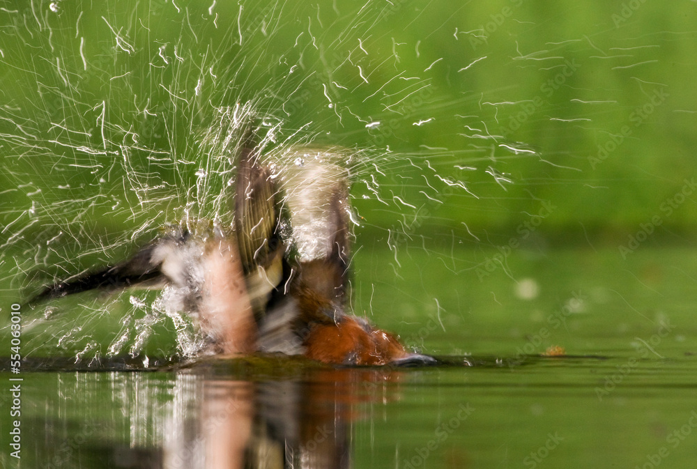 Fototapeta premium Vink, Common Chaffinch, Fringilla coelebs