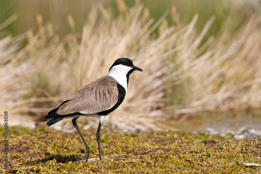 Sporenkievit, Spur-winged Plover, Vanellus spinosus Sporenkievit, Spur-winged Plover, Vanellus spinosus