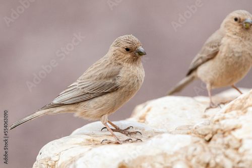 Sinairoodmus, Sinai Rosefinch, Carpodacus synoicus photo