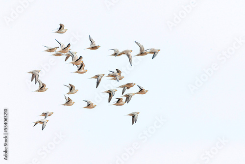 Kroonzandhoen, Crowned Sandgrouse, Pterocles coronatus