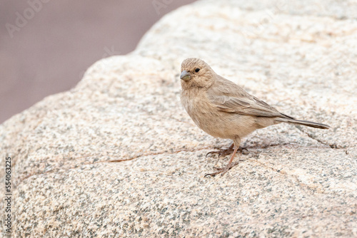 Sinairoodmus, Sinai Rosefinch, Carpodacus synoicus photo