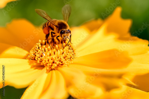 Obraz na płótnie bee on yellow flower
